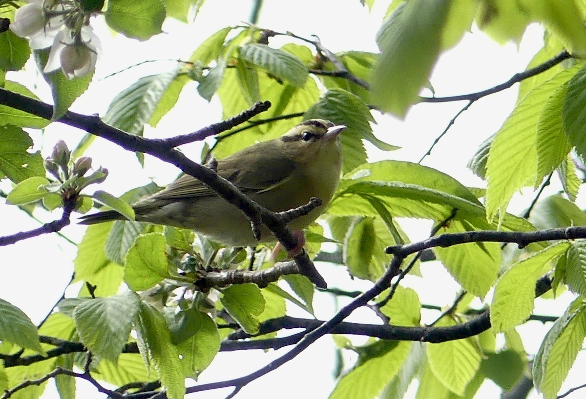 Worm-eating Warbler - Huguette Longpré