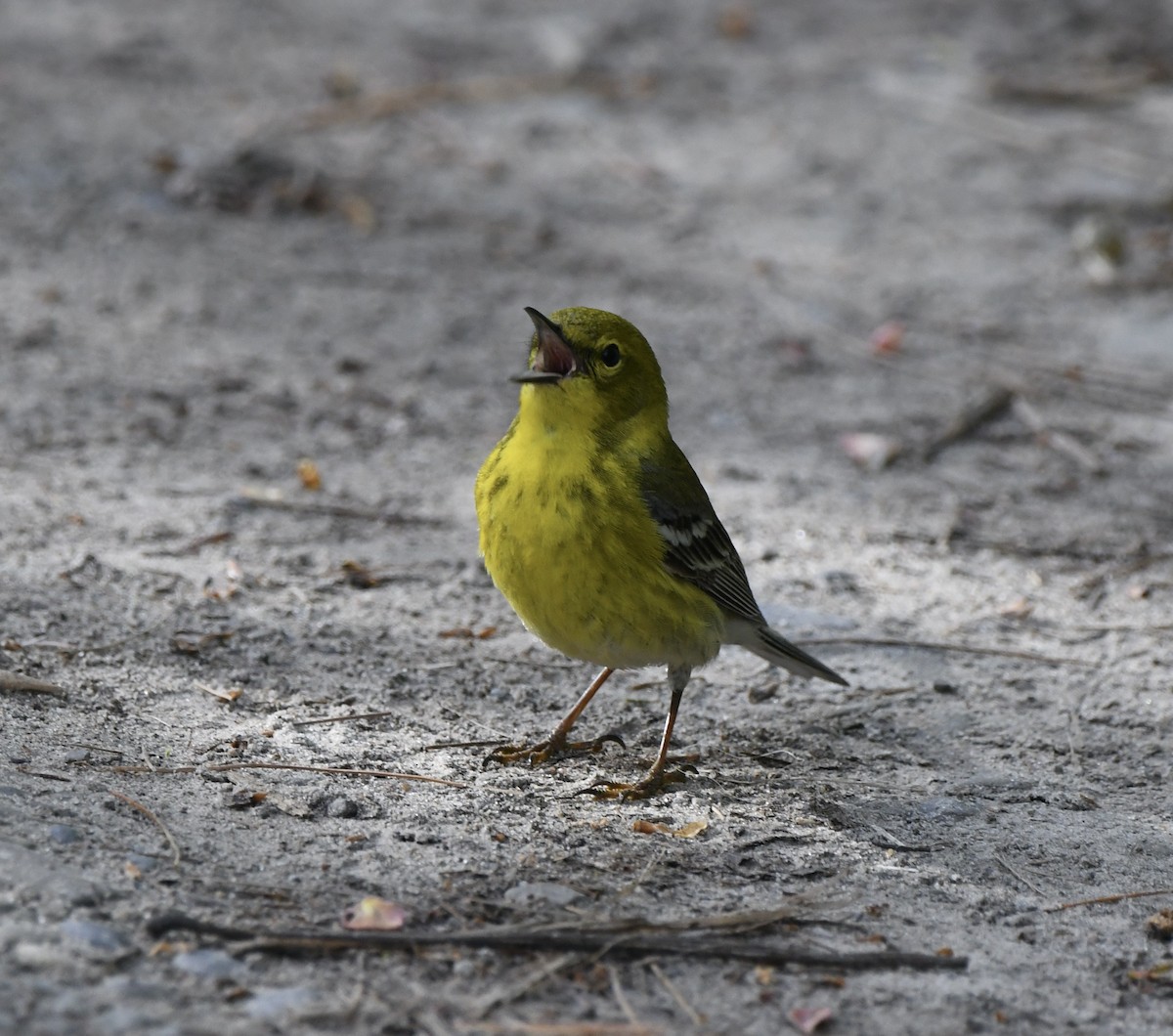 Pine Warbler - Sherri & Camera Guy