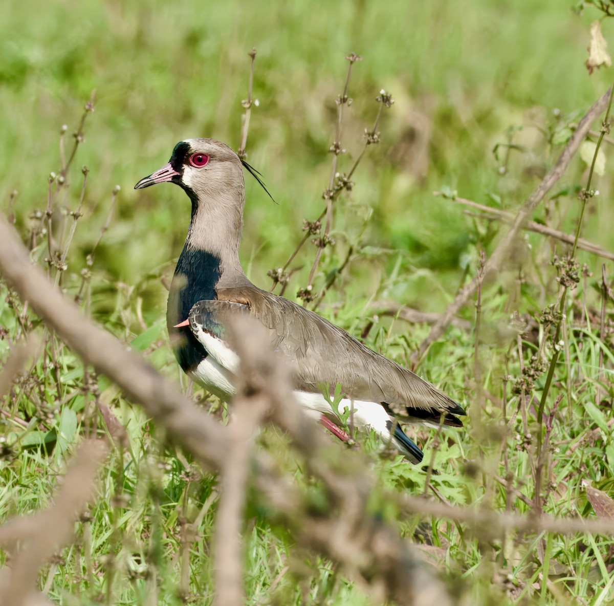 Southern Lapwing - ML619253088