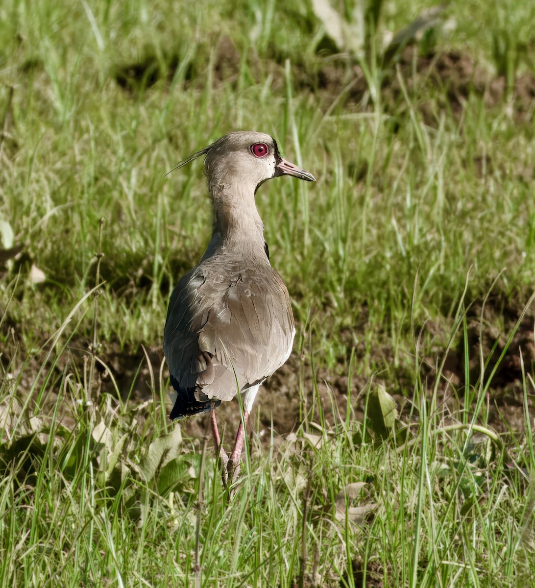 Southern Lapwing - ML619253089