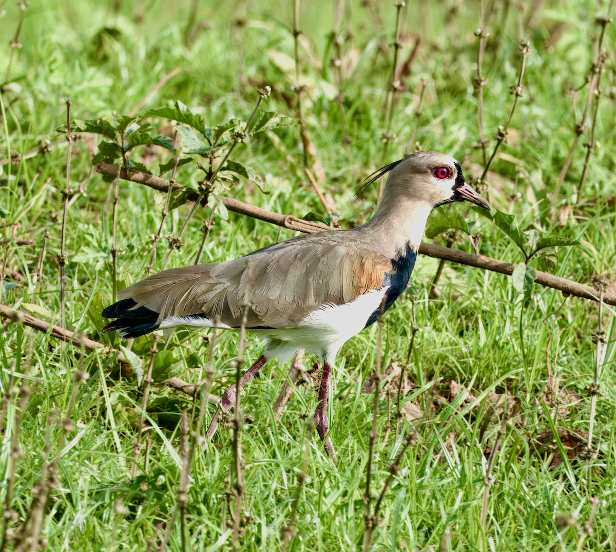 Southern Lapwing - ML619253090