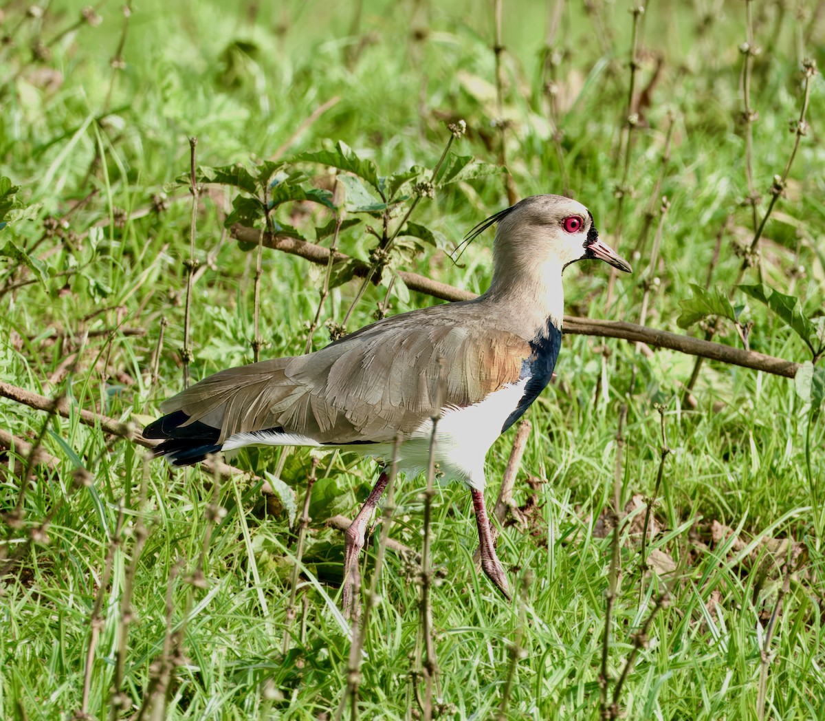 Southern Lapwing - ML619253091