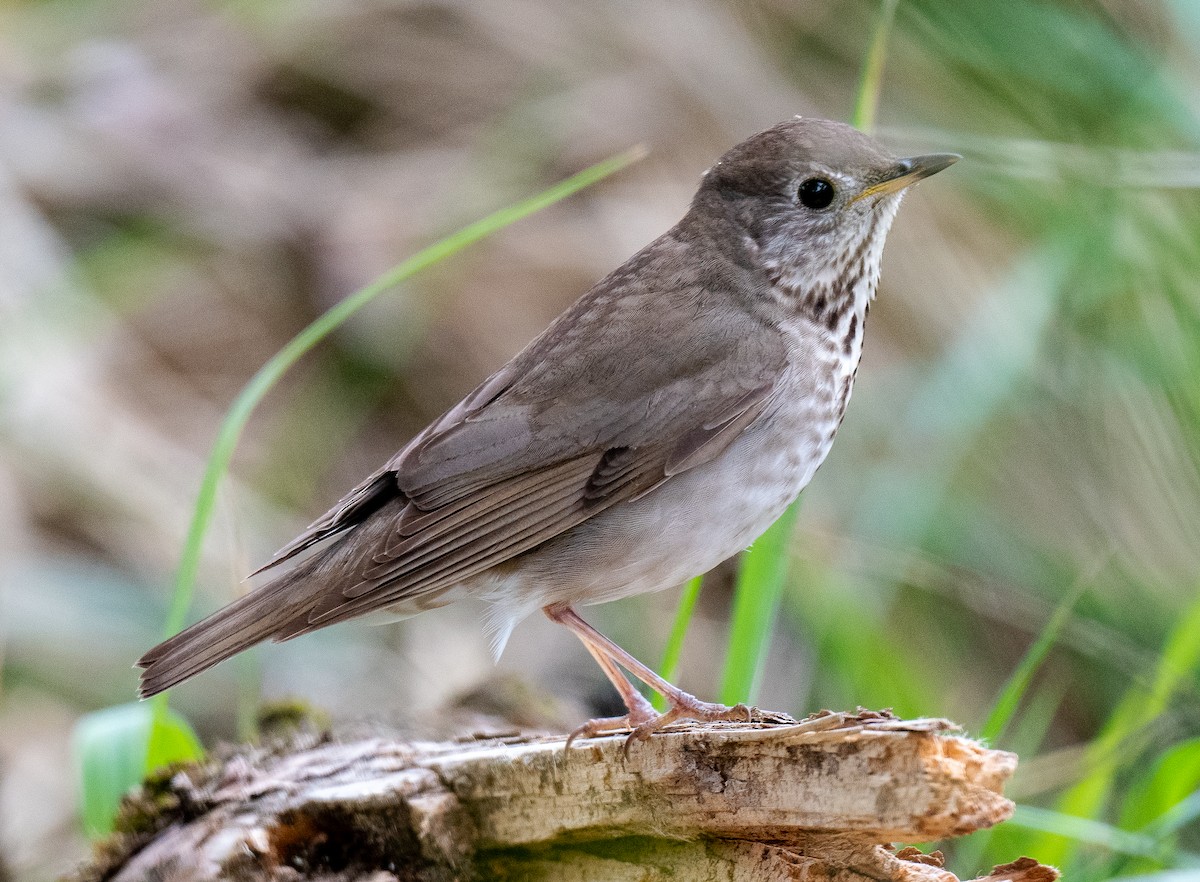 Gray-cheeked Thrush - ML619253096