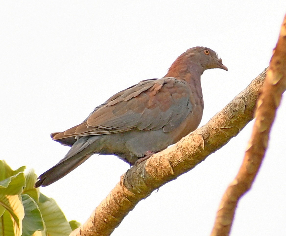 Red-billed Pigeon - Edward Clark