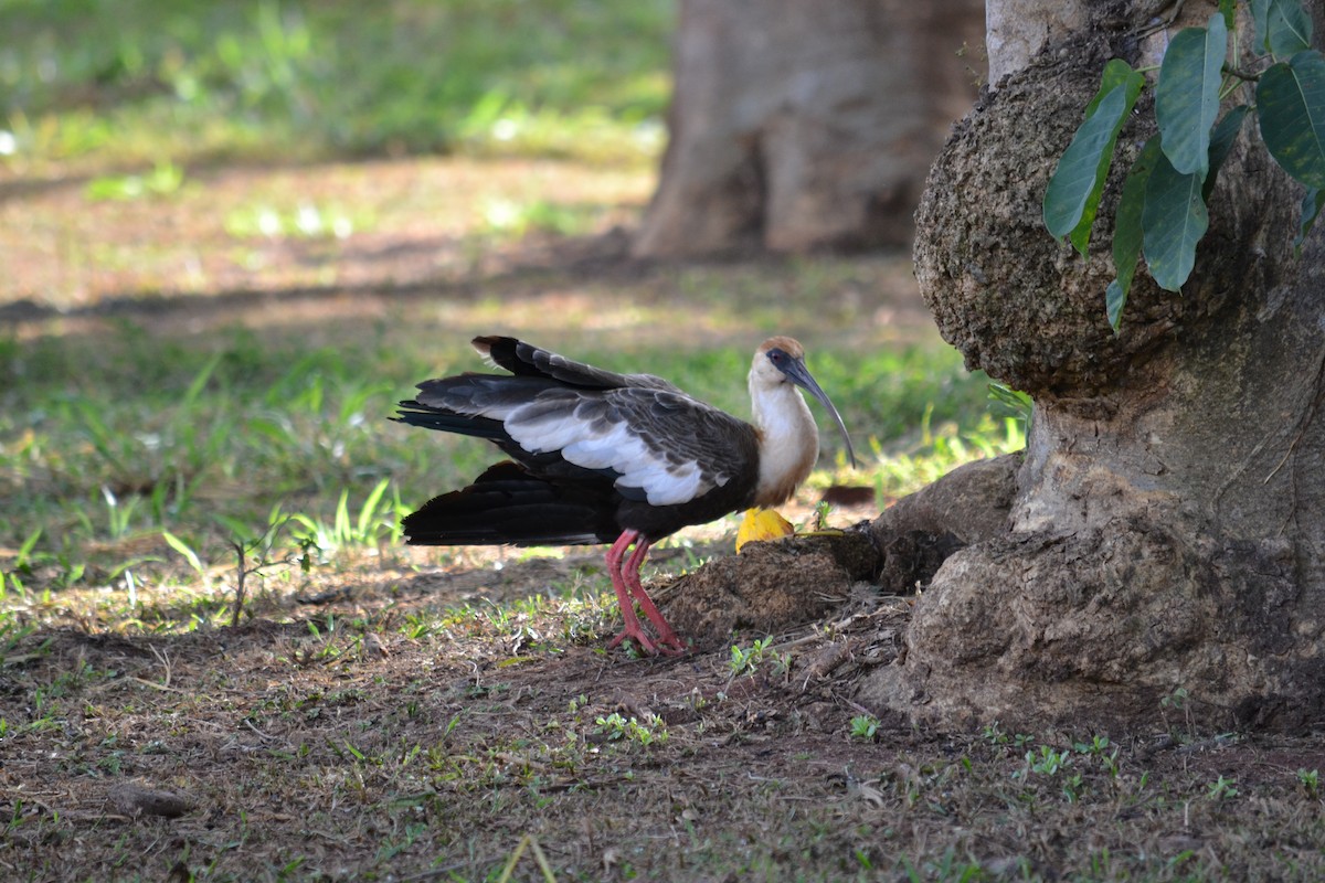 ibis bělokřídlý - ML619253109