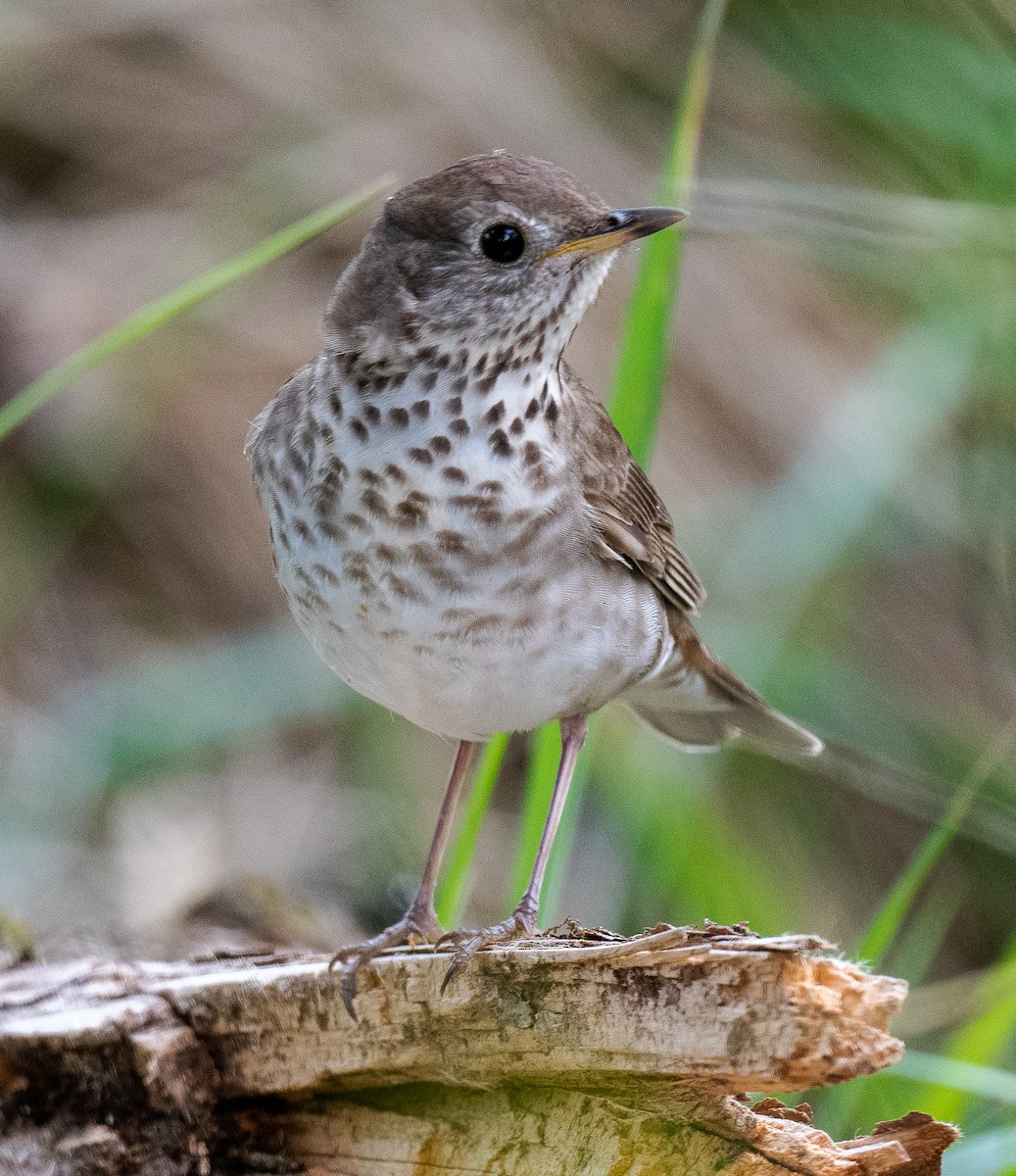 Gray-cheeked Thrush - ML619253121