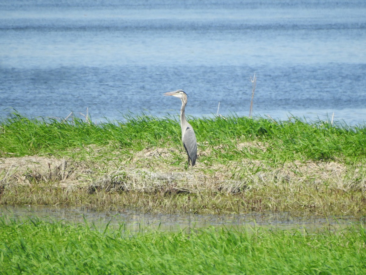 Great Blue Heron - ML619253123