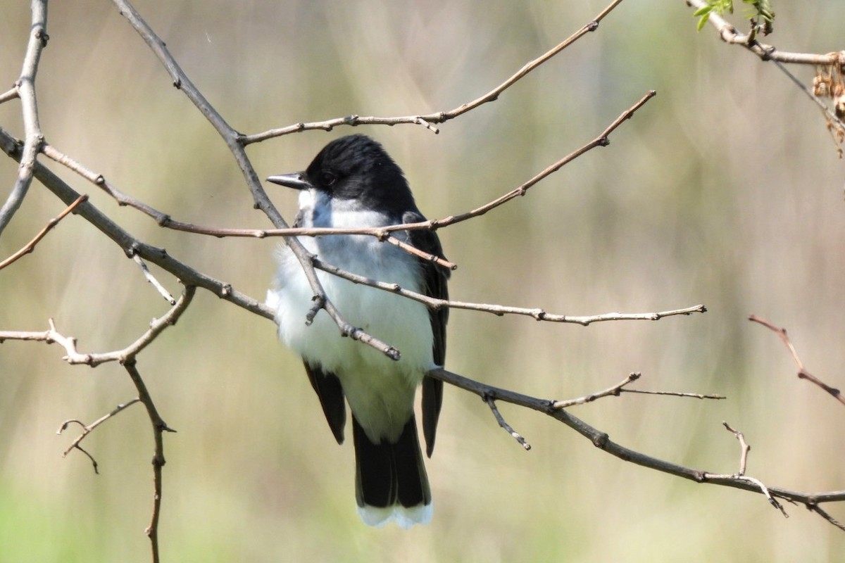 Eastern Kingbird - James Scott