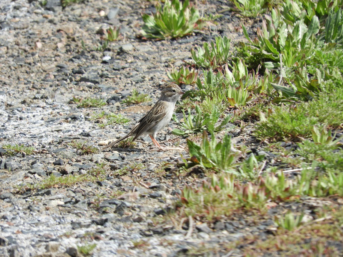 Brewer's Sparrow - Howarth White