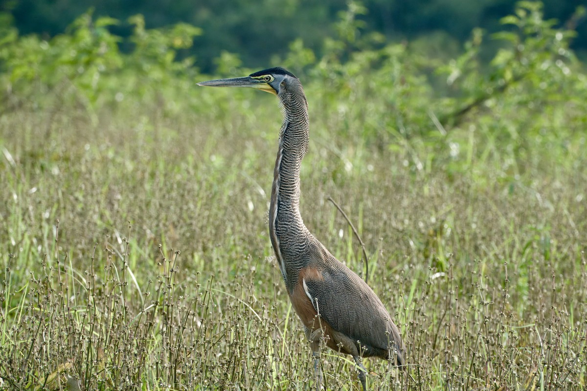 Bare-throated Tiger-Heron - Julie Schneider