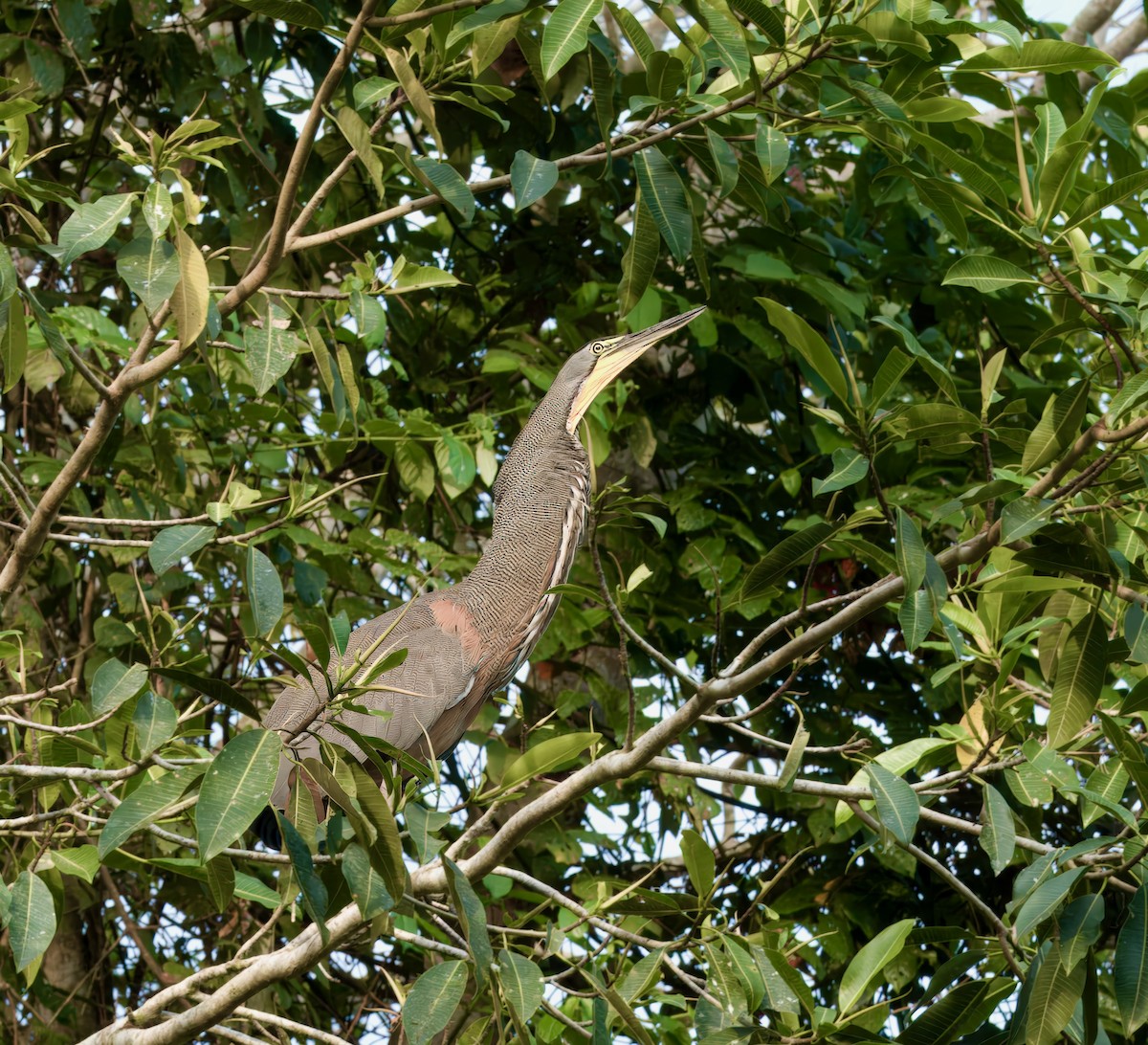 Bare-throated Tiger-Heron - Julie Schneider