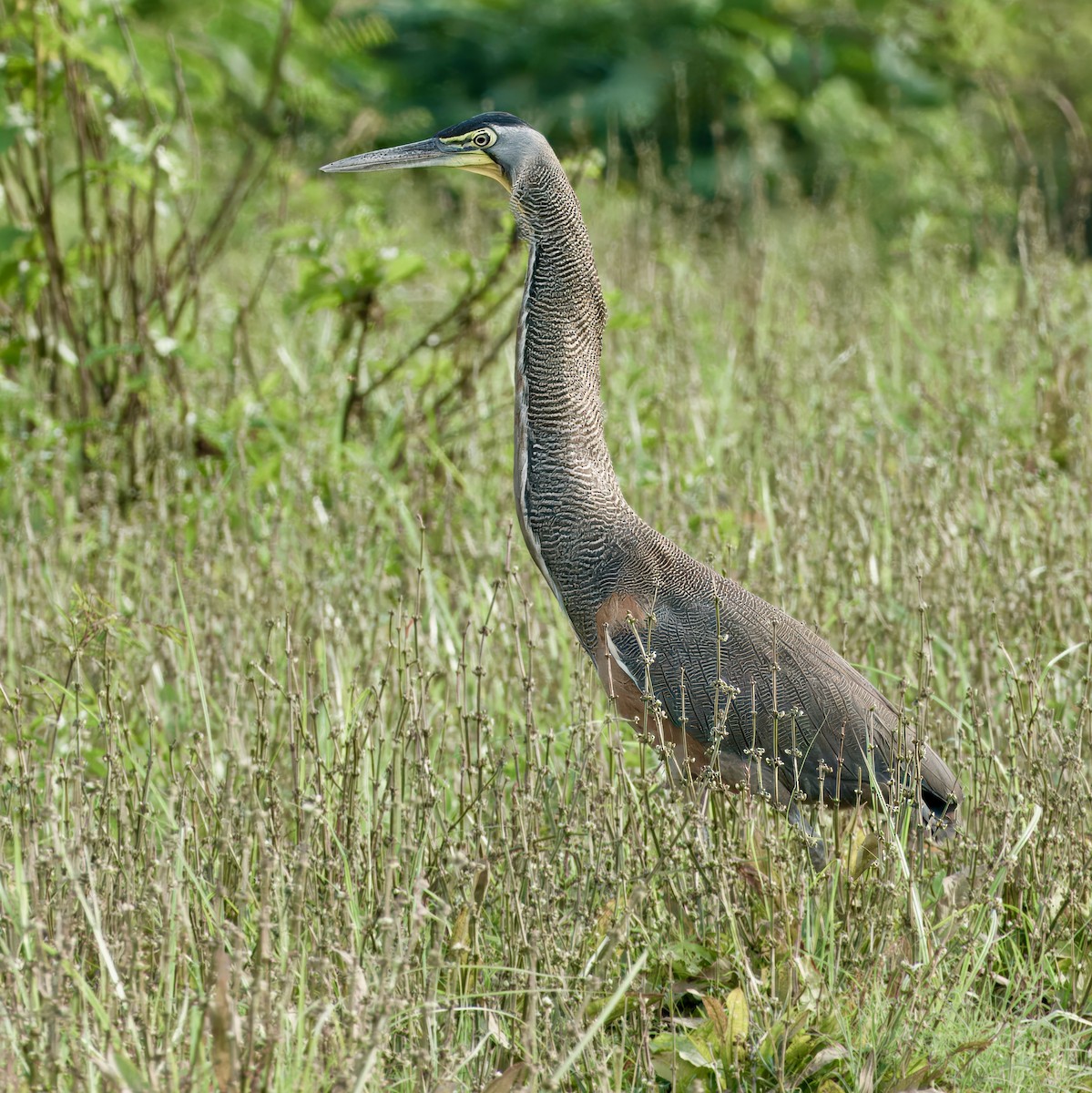 Bare-throated Tiger-Heron - Julie Schneider