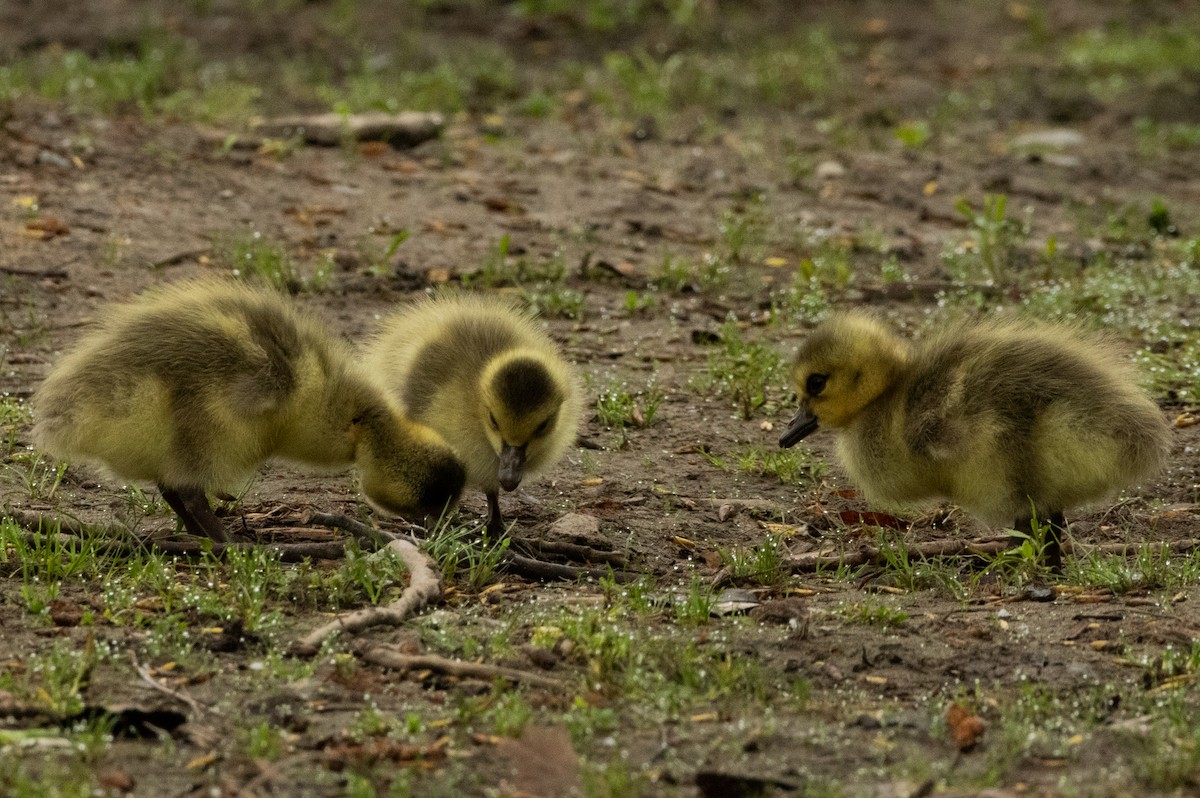 Canada Goose - Francois Dubois