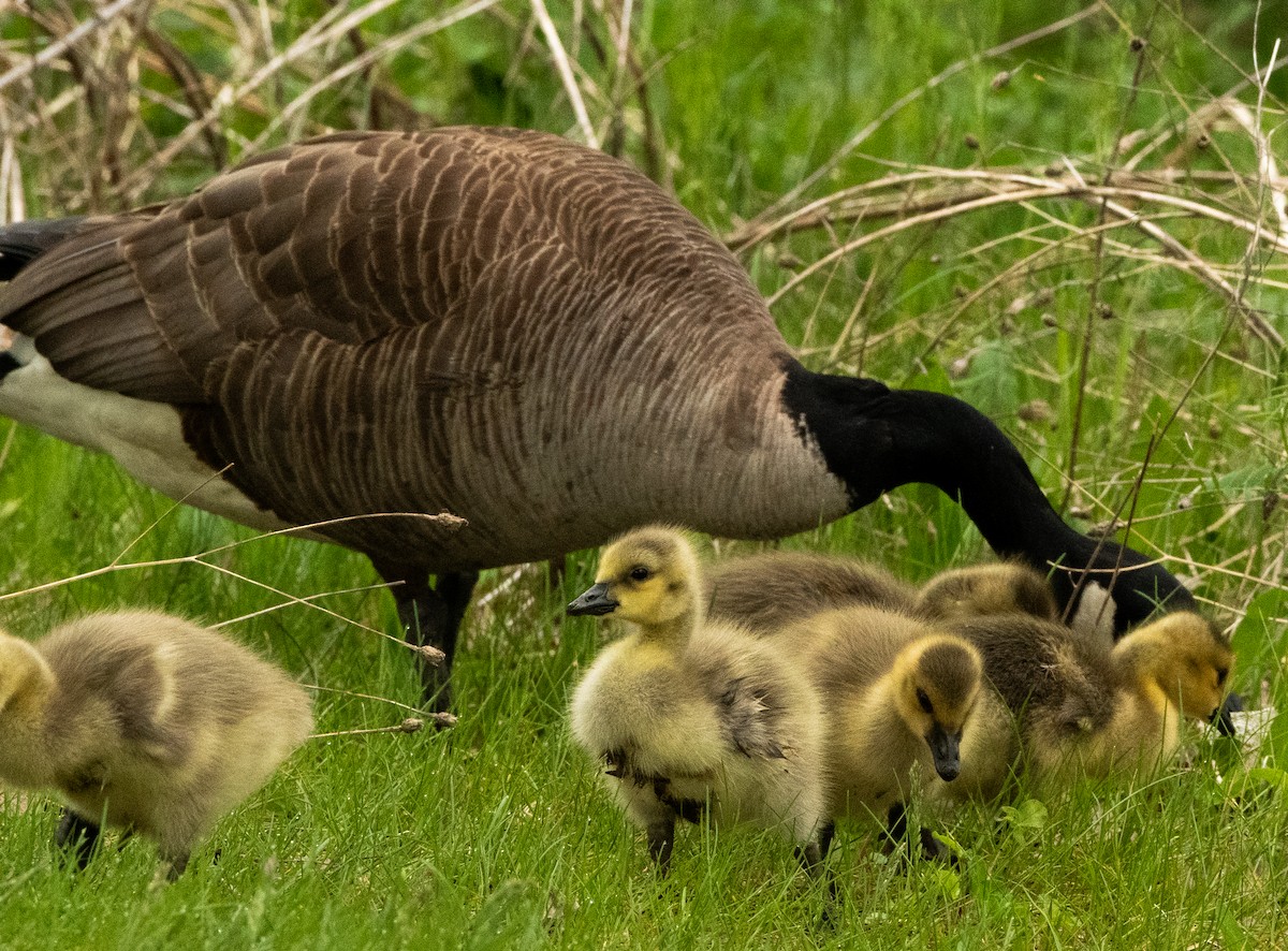 Canada Goose - Francois Dubois