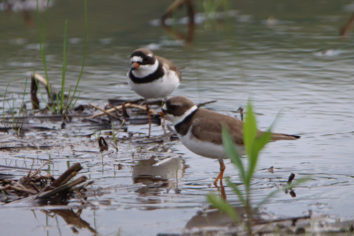 Semipalmated Plover - Sandy C