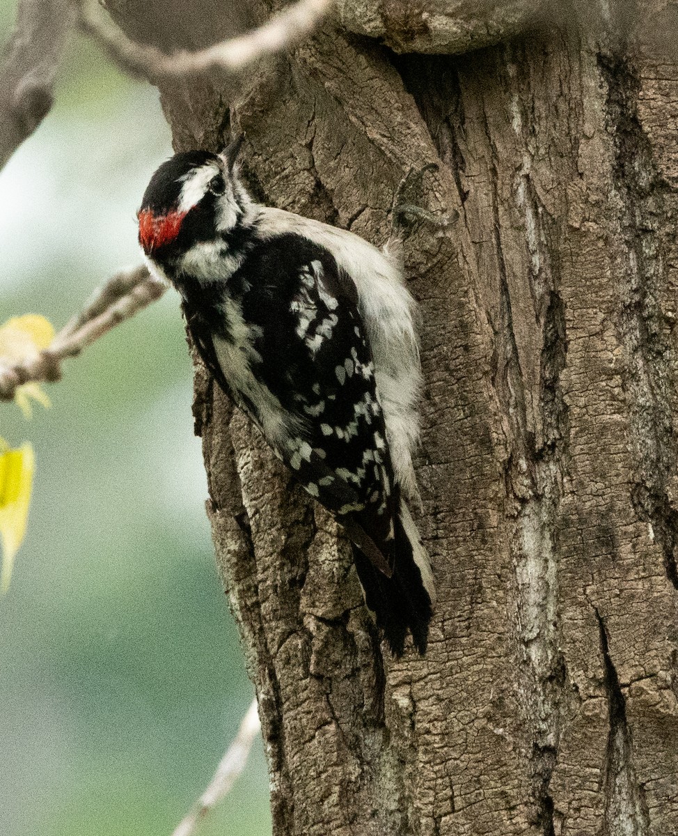 Downy Woodpecker - Francois Dubois