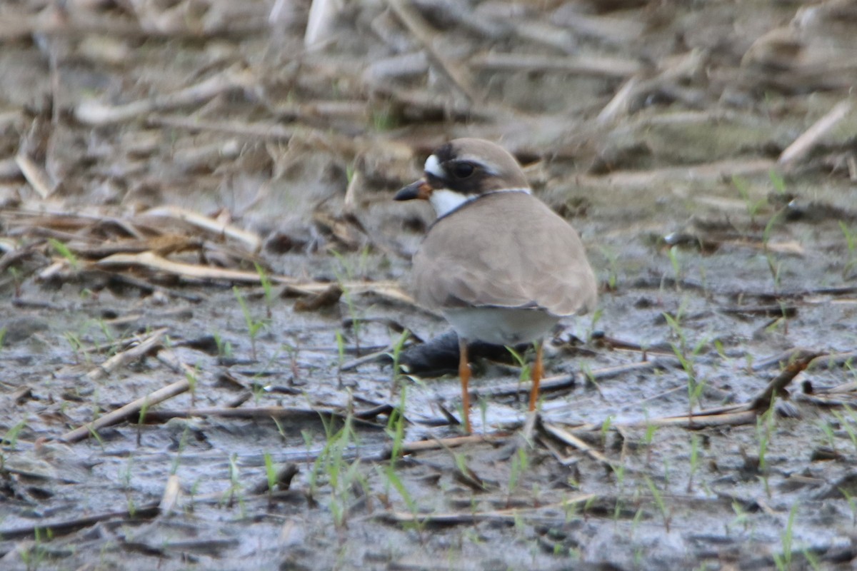 Semipalmated Plover - Sandy C