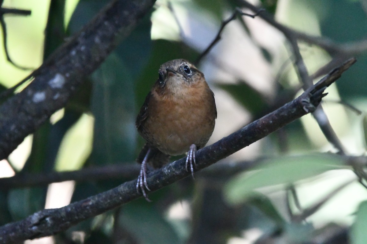 Rufous-browed Wren - ML619253169