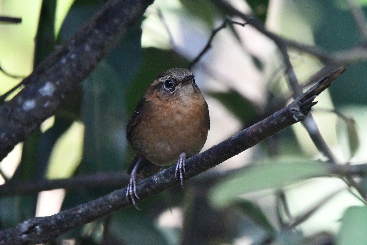 Rufous-browed Wren - Jessy Lopez Herra