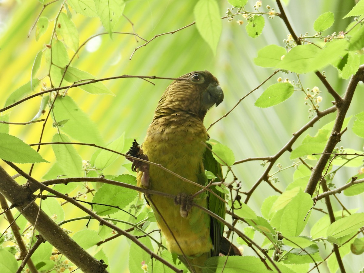 Brown-throated Parakeet - Alejandra Pons