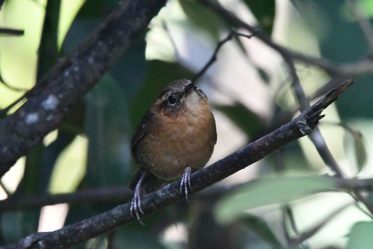 Rufous-browed Wren - ML619253176