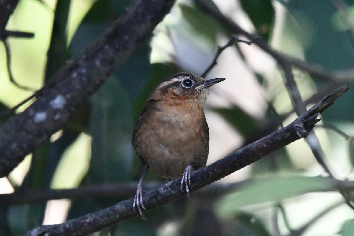 Rufous-browed Wren - ML619253179