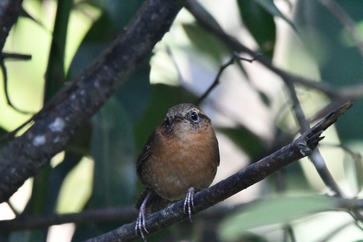Rufous-browed Wren - ML619253180