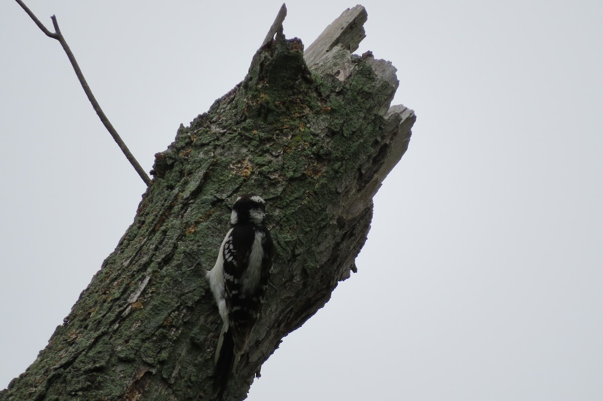 Hairy Woodpecker - Cathy Lapain