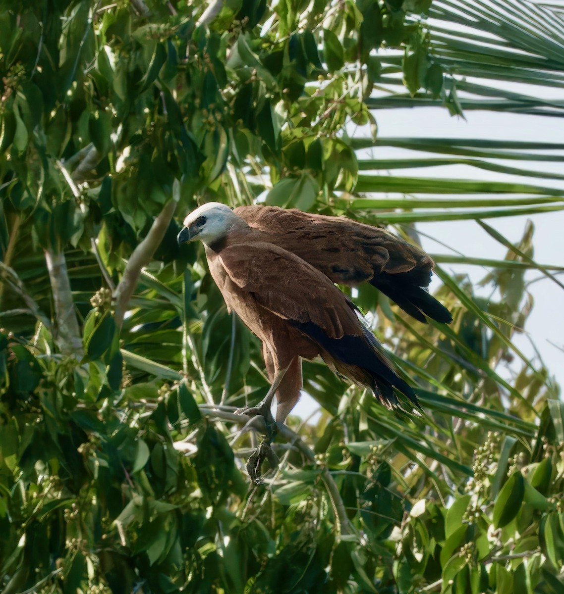 Black-collared Hawk - Julie Schneider