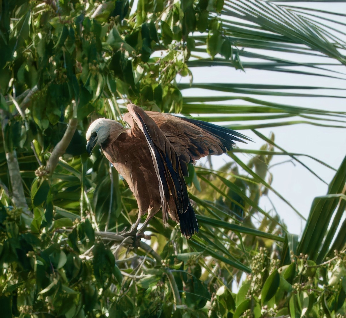 Black-collared Hawk - Julie Schneider