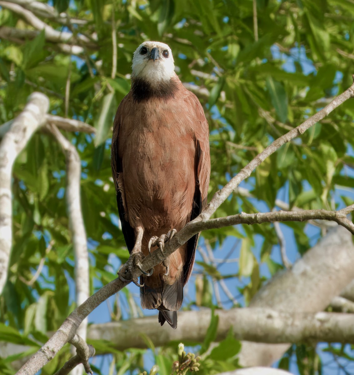 Black-collared Hawk - Julie Schneider