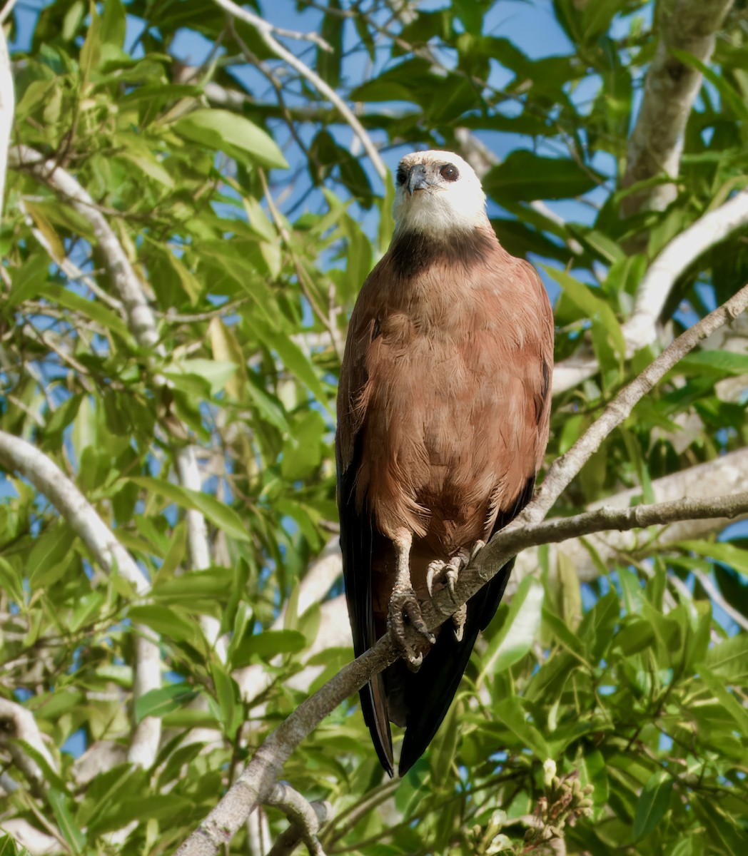 Black-collared Hawk - Julie Schneider