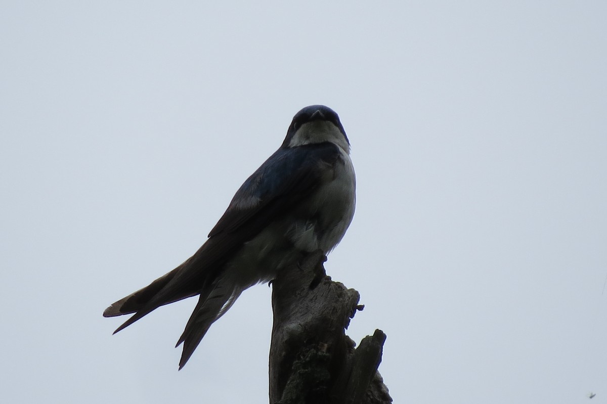 Tree Swallow - Cathy Lapain