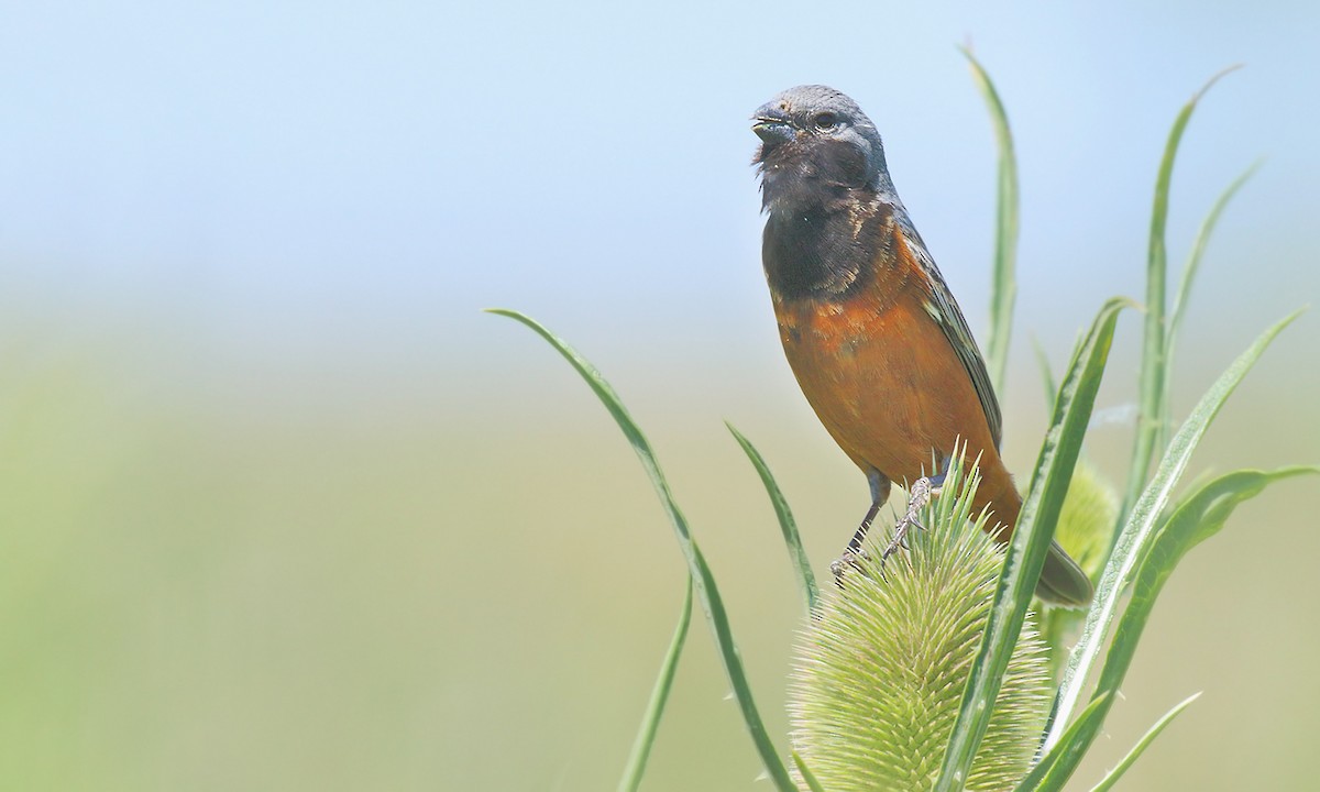 Dark-throated Seedeater - ML619253209