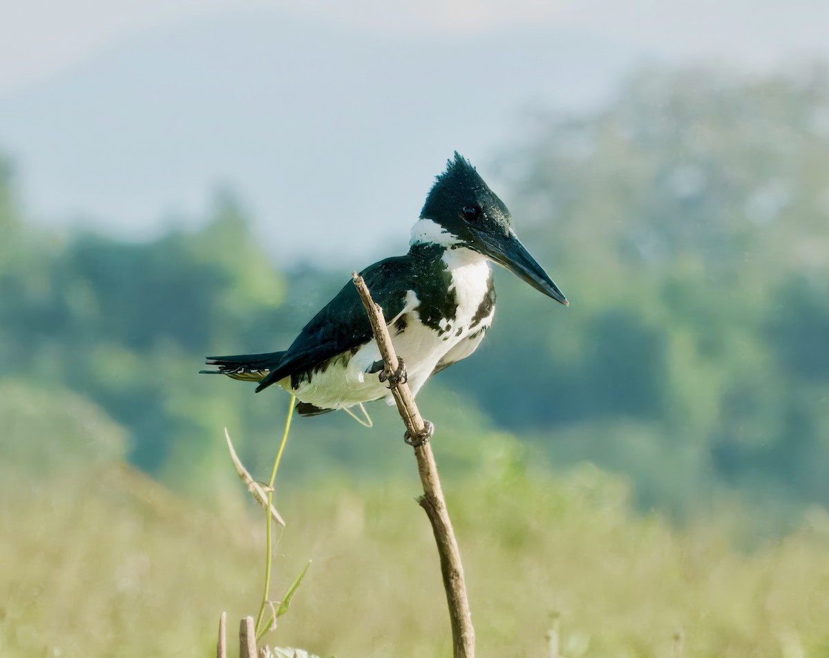 Amazon Kingfisher - Julie Schneider