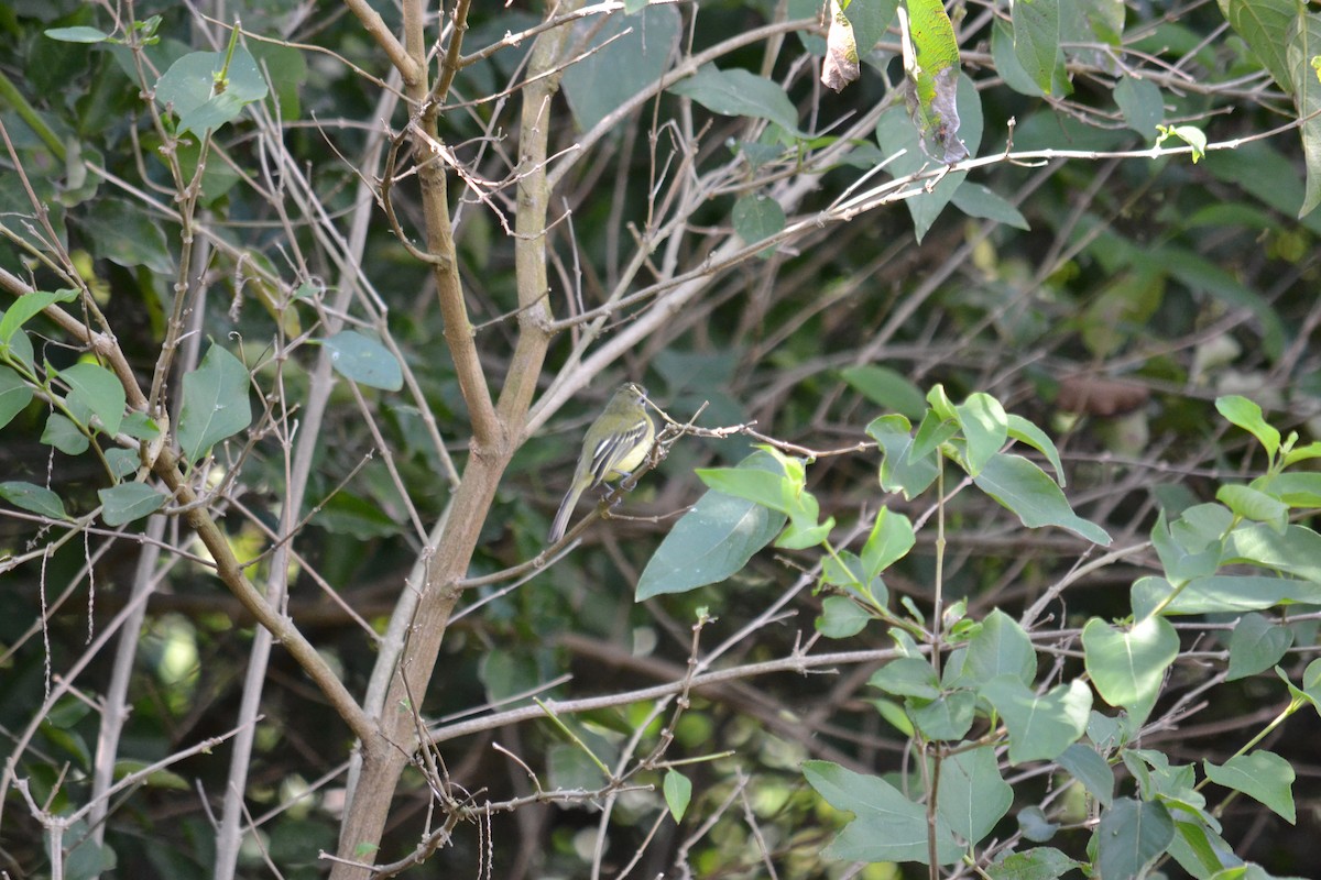 Yellow-olive Flatbill - Cinthia Barbosa
