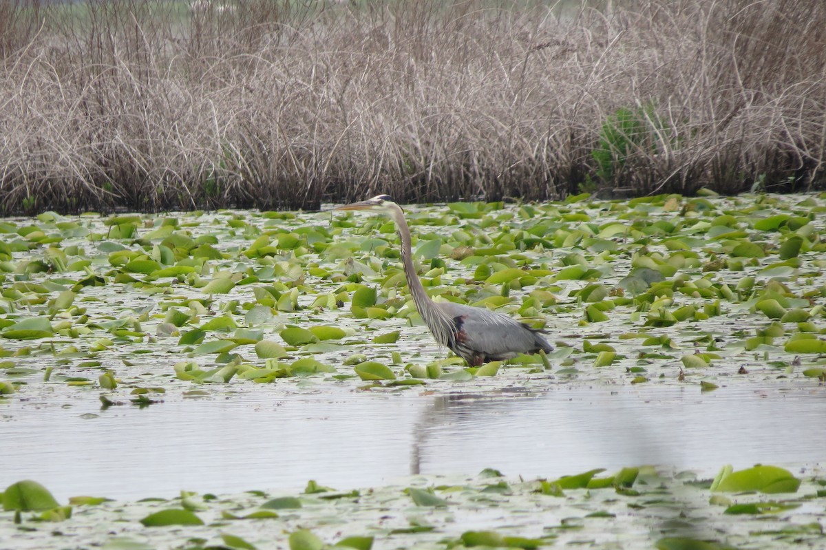 Great Blue Heron - Cathy Lapain