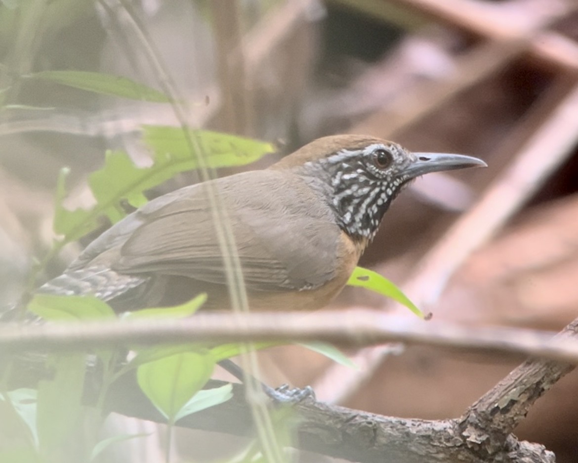 Rufous-breasted Wren - ML619253229