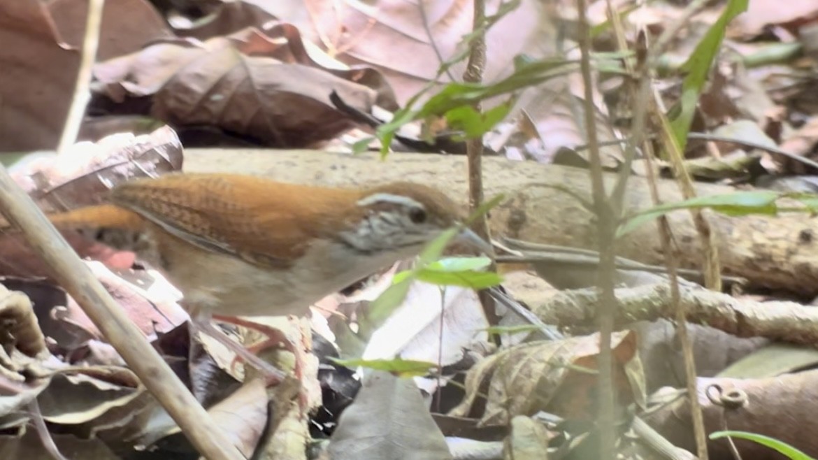 Rufous-and-white Wren - Brenda Sánchez