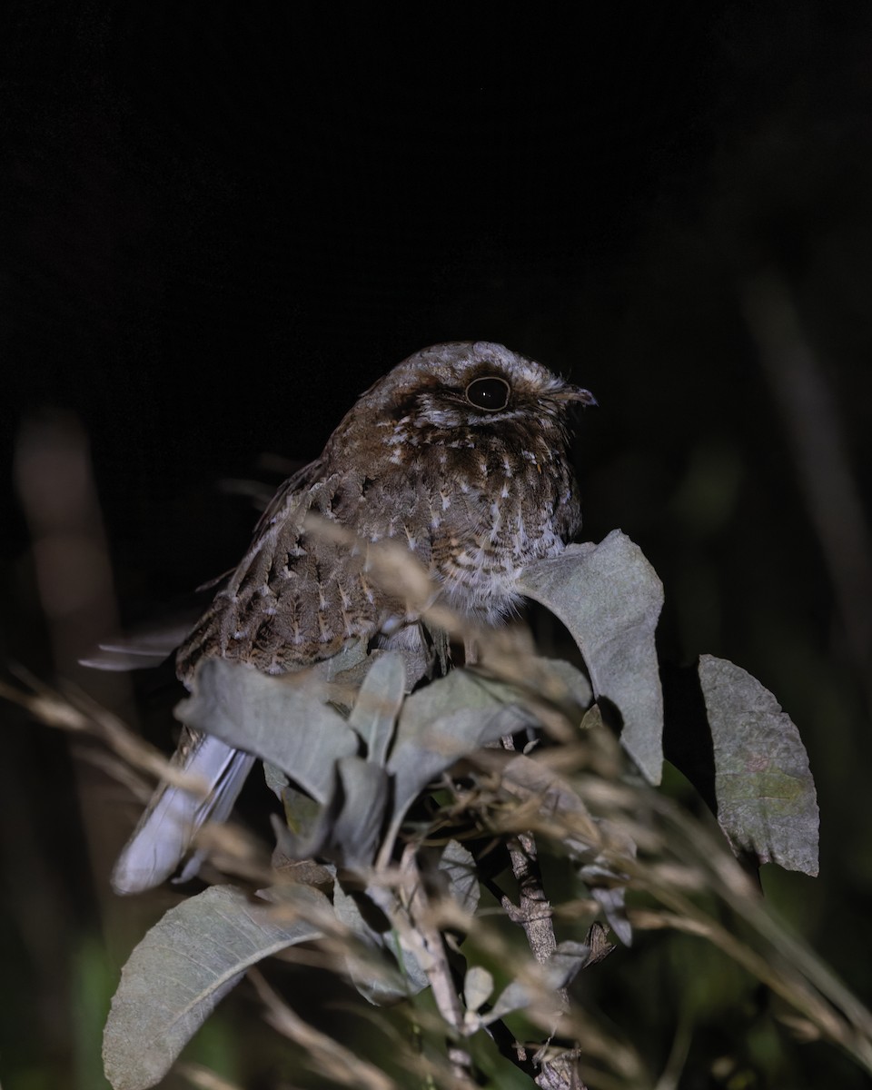 White-winged Nightjar - Lívia Queiroz