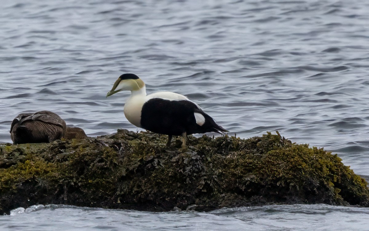 Common Eider - Colleen Robinson