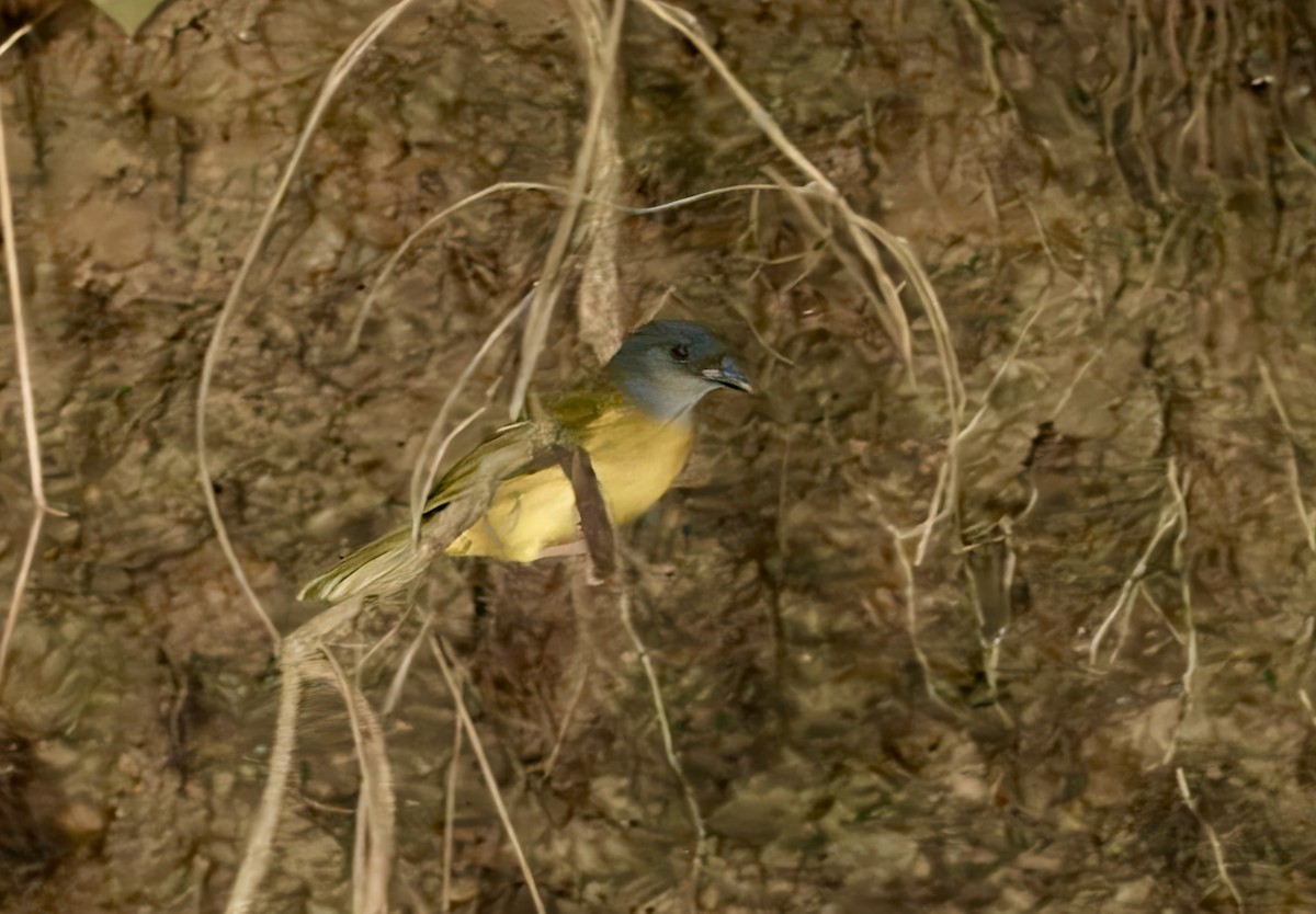 Gray-headed Tanager - Julie Schneider