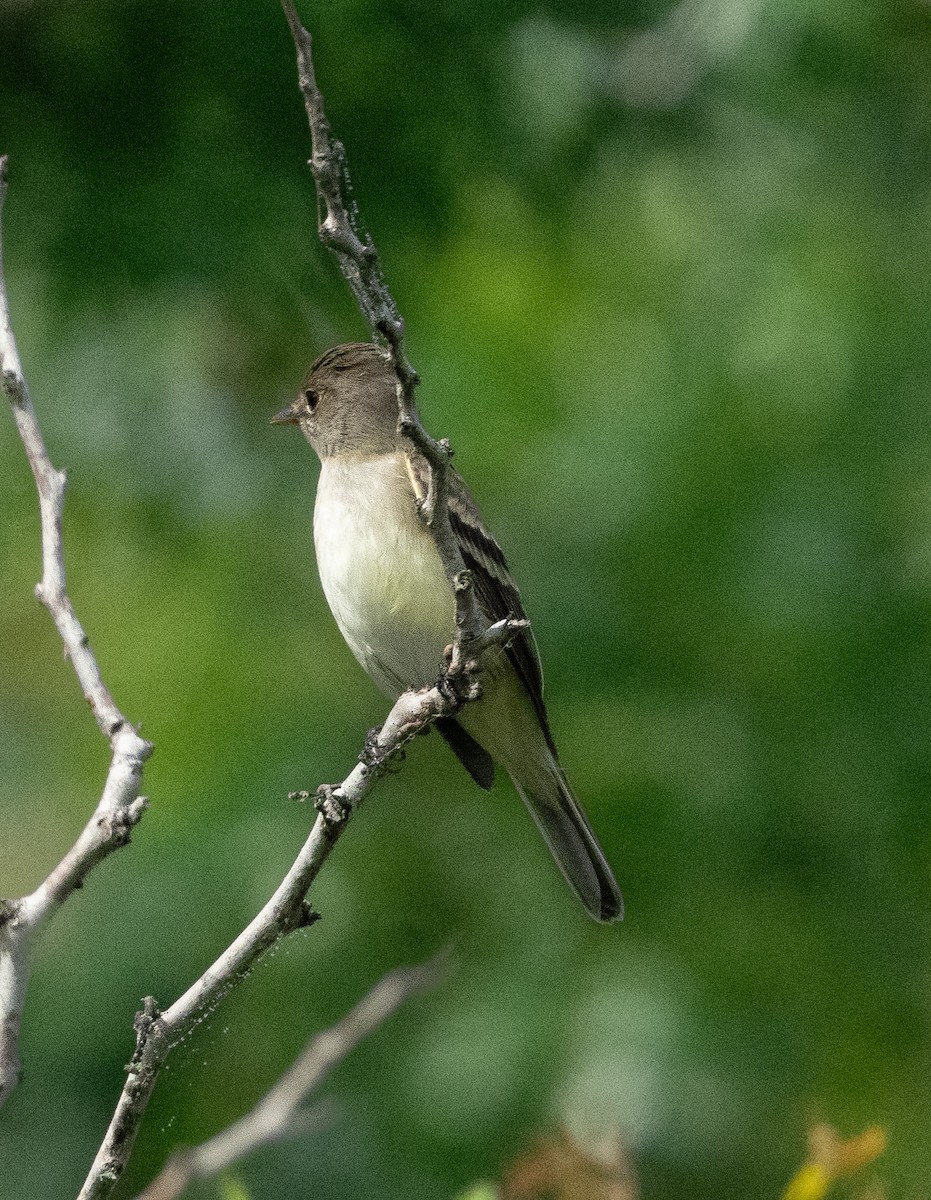 Empidonax sp. - A Birder