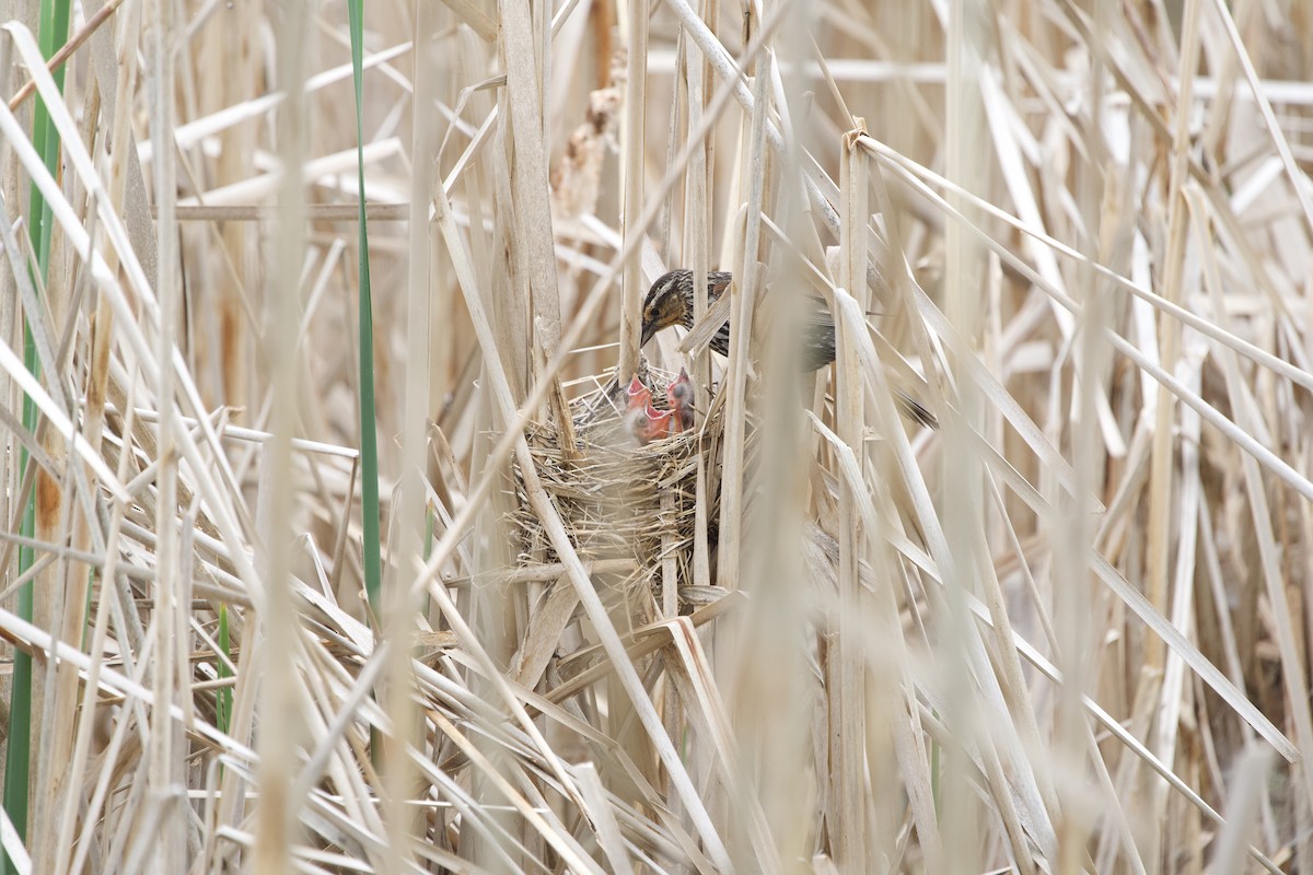 Red-winged Blackbird - Ian Jarvie