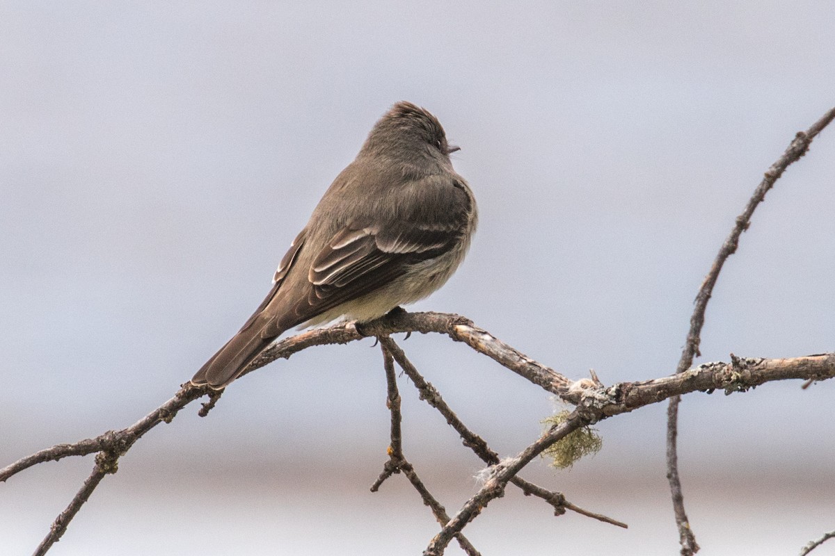 Western Wood-Pewee - Barry Porter