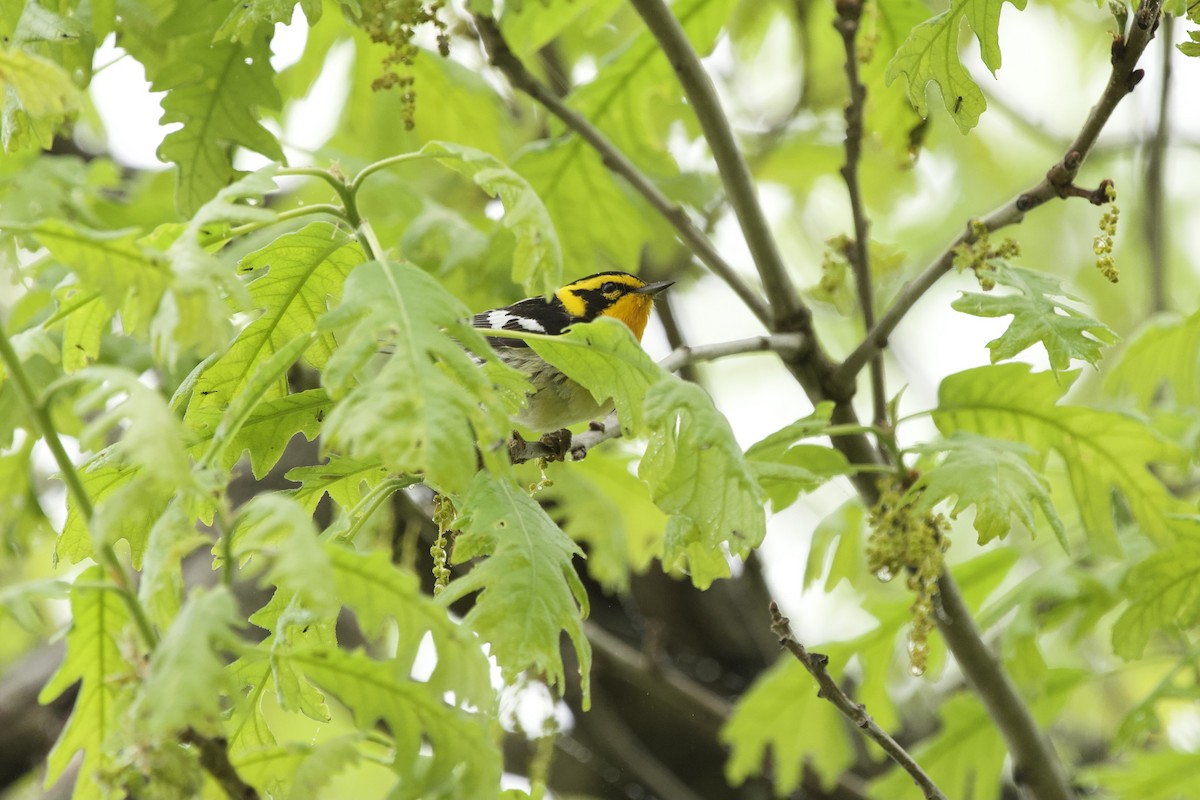 Blackburnian Warbler - Ian Jarvie