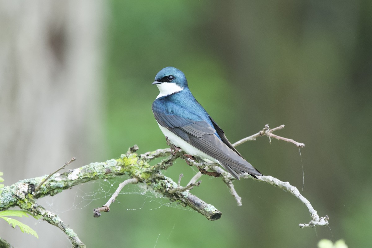 Tree Swallow - Ian Jarvie