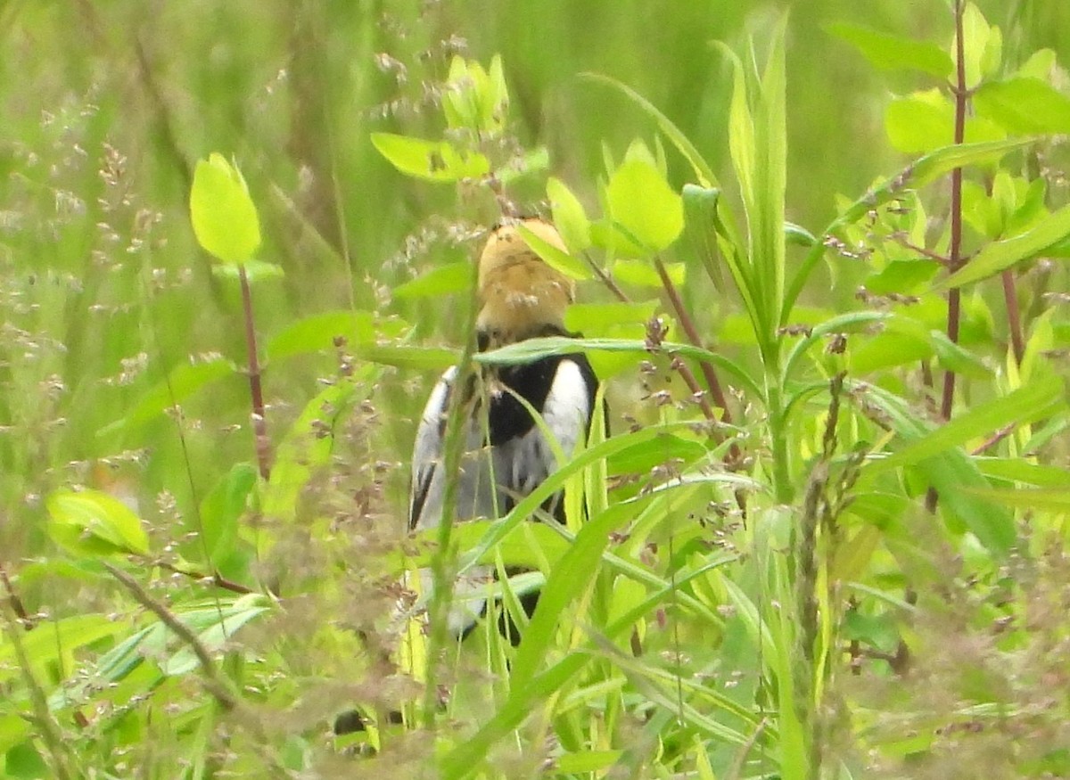 bobolink americký - ML619253316