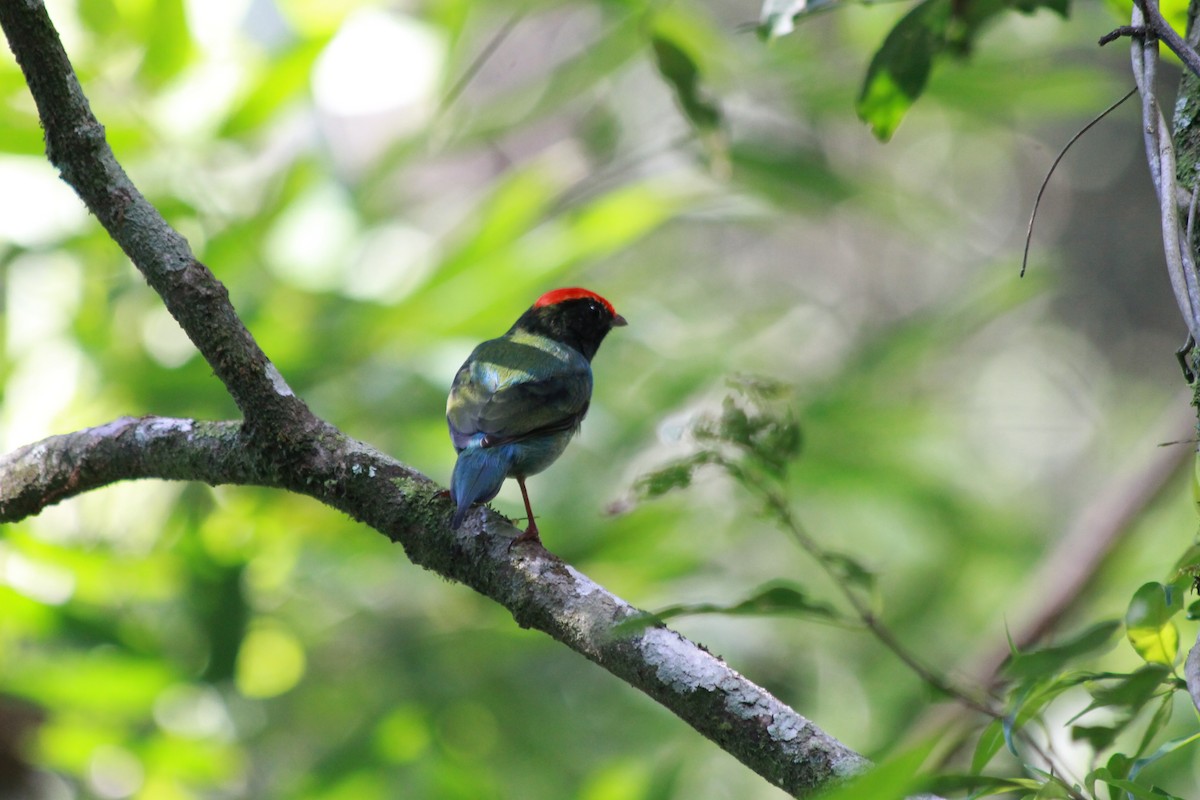 Swallow-tailed Manakin - Tomaz Zurita