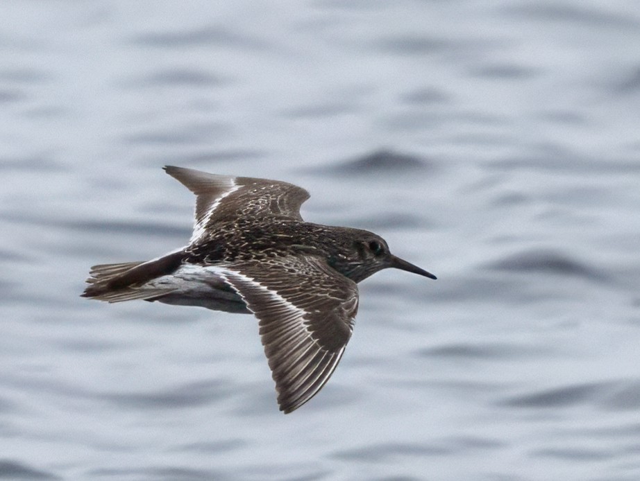 Purple Sandpiper - ML619253334